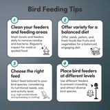 Dove Feed
