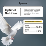 Dove Feed