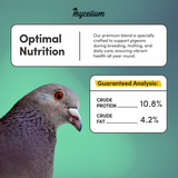 Pigeon Feed