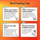 Small Hookbill Feed