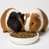 Guinea Pig