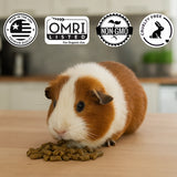 Guinea Pig