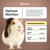 Guinea Pig