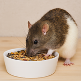 Rat
