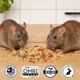 Rat