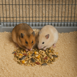 Hamster