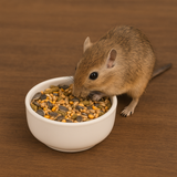 Gerbil