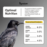 Crow & Raven Feed