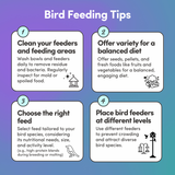 Pigeon Racing Plus