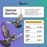 Pigeon Racing Plus