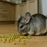 Chinchilla Feed