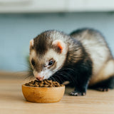 Ferret
