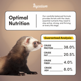 Ferret