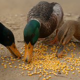 Organic Corn Kernels