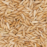 Organic Whole Oats